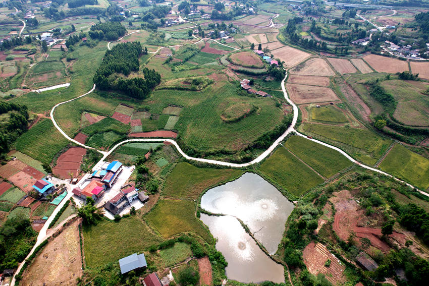 蓬南鎮(zhèn)鐘山村水稻種植基地。受訪者供圖