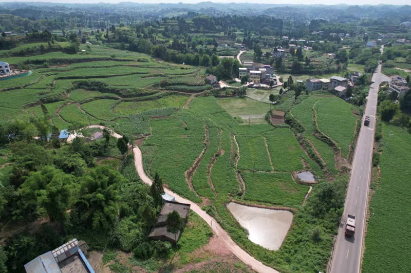 蓬南鎮(zhèn)三臺(tái)村川白芷種植基地。受訪者供圖