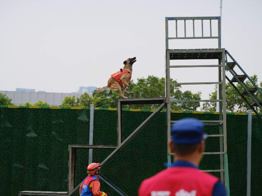 一條搜救犬正在攀登四級跳障礙。程雪力攝