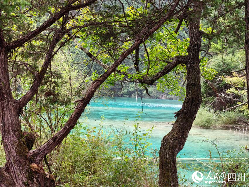 美麗的九寨溝風(fēng)景。人民網(wǎng)記者 劉海天攝