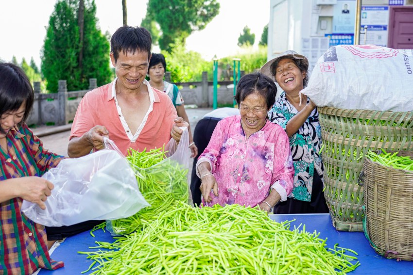 黃花分裝。孫偉攝