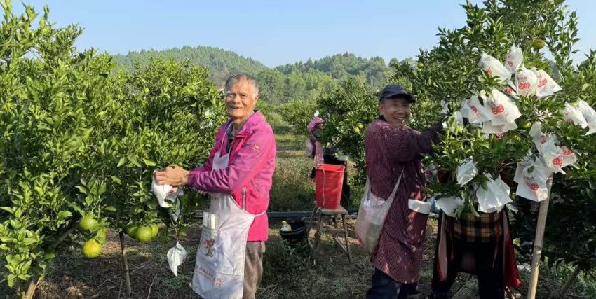 果農(nóng)們正在為柑橘套袋子。張鳳莉攝