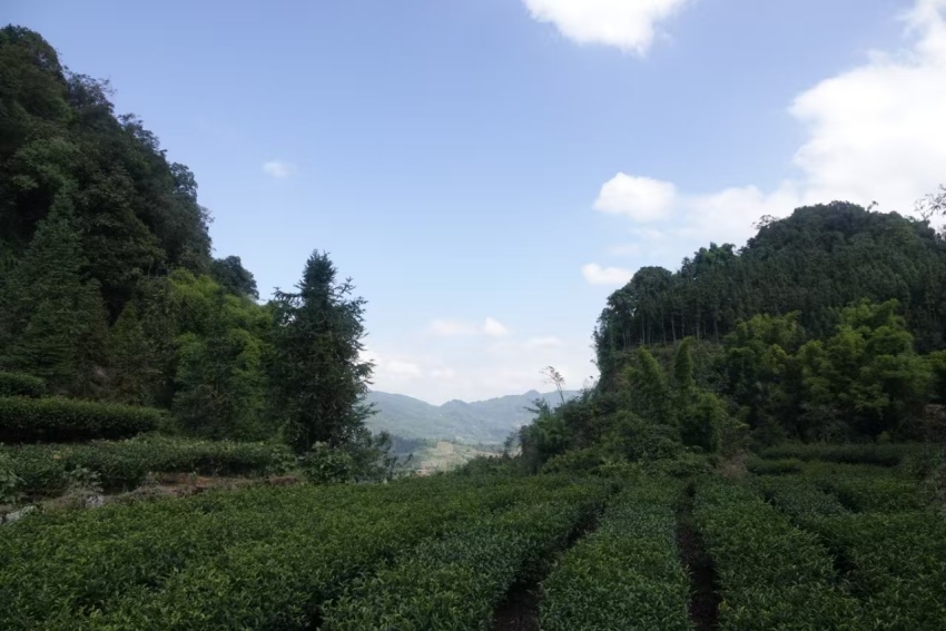 西南石油局定點幫扶的白鳳村茶園。蘇云婷攝