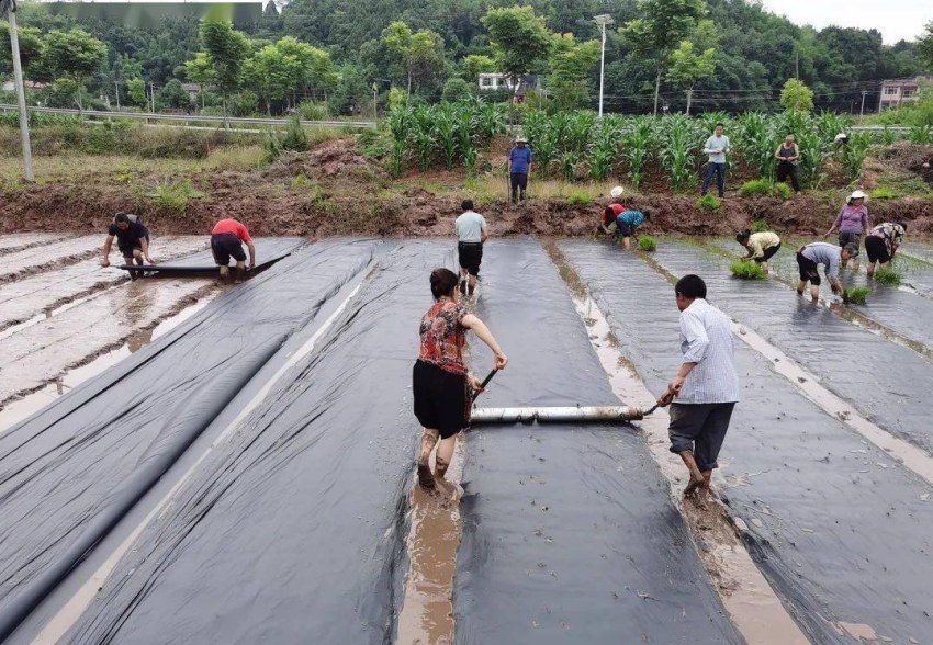 水稻覆膜節水節肥綜合高產技術。簡陽融媒供圖