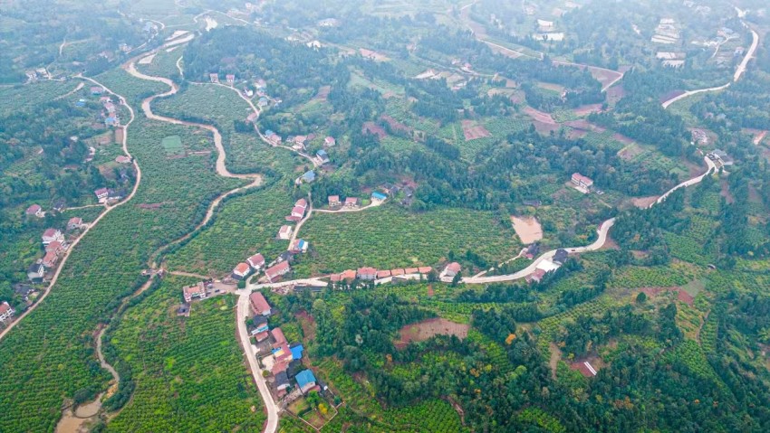 岳新鄉檸檬種植基地。岳新鄉供圖