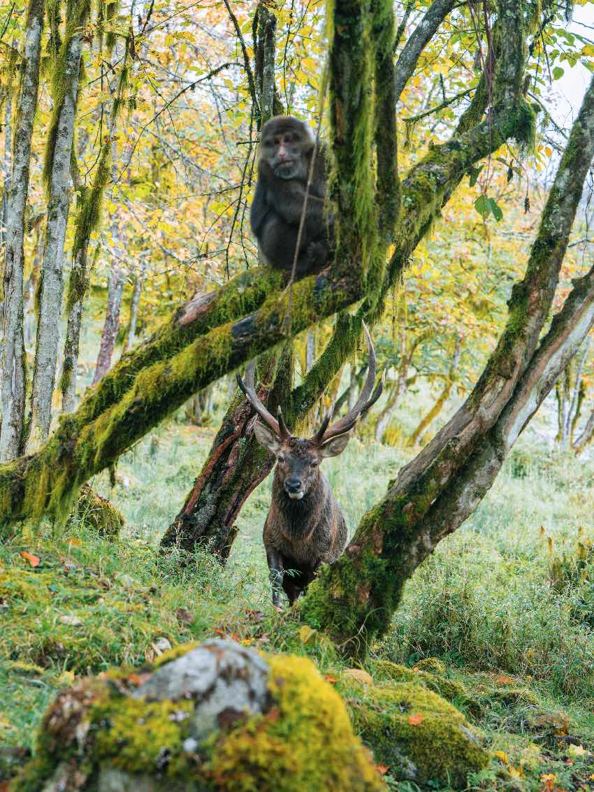 野生動物。二郎山喇叭河景區供圖