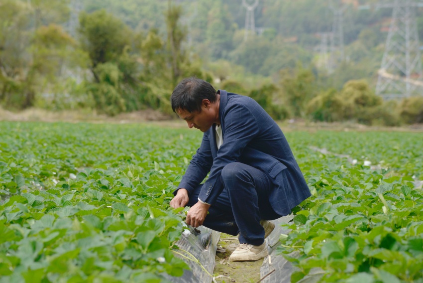 顧友國在精心照料草莓。德昌縣委宣傳部供圖