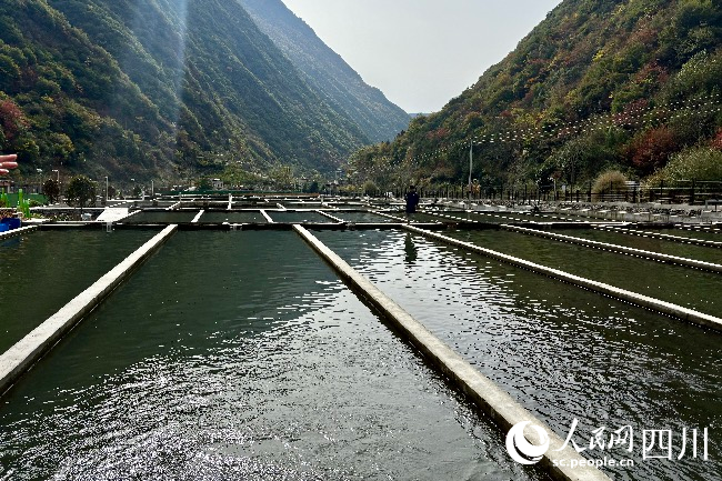 高原特色冷水魚產業基地。人民網記者 朱虹攝