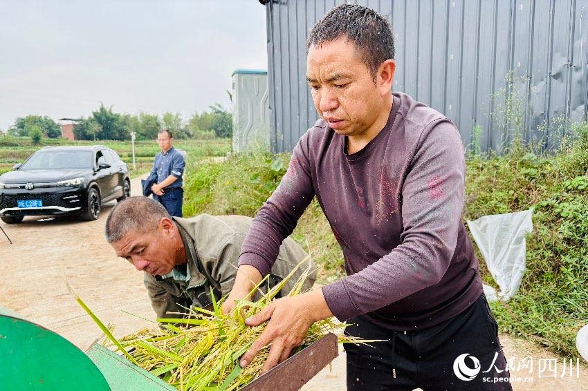 農(nóng)戶給再生稻脫粒。人民網(wǎng)記者 朱虹攝