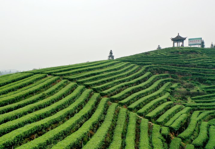 從“綠葉子”到“金葉子” 撐起四川千億產(chǎn)業(yè)