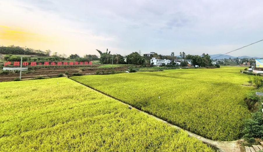 瀘州市瀘縣中稻+再生稻噸糧田示范區(qū)