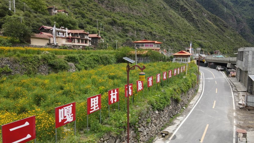 由華電四川公司牽頭，幫助二嘎里村打造的50畝雪菊花種植基地。牟柯宇攝