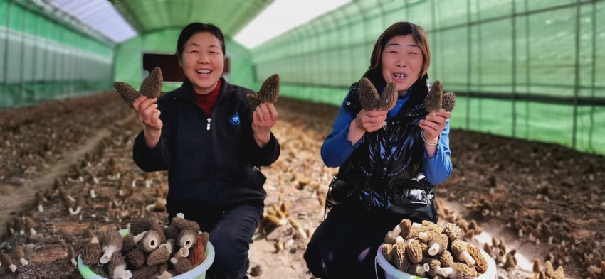 2024年4月，省港投集團食用菌示范種植基地羊肚菌迎來豐收。四川港投供圖