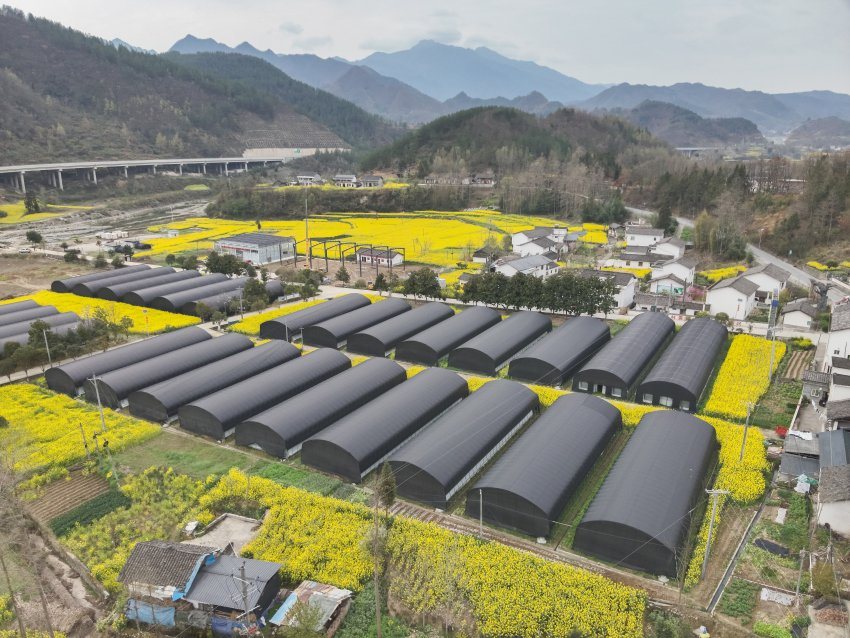 省港投集團食用菌示范種植基地。四川港投供圖