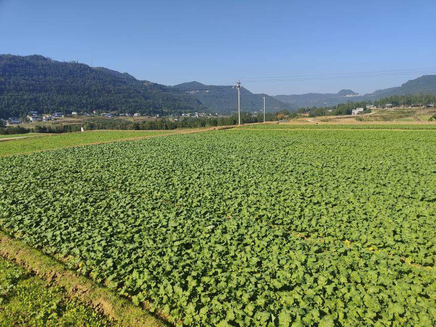 尹家下蘇現代糧油產業園區，運用無人機播撒技術的“宜油47”油菜長勢喜人。宜賓市結對幫扶巴中市恩陽區工作隊供圖