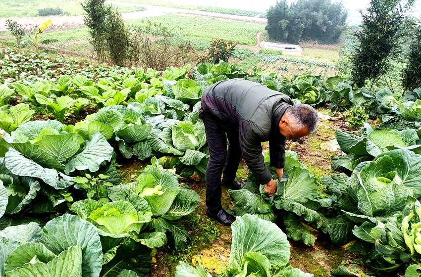 村民在地里采摘蔬菜。納溪區交通運輸局供圖