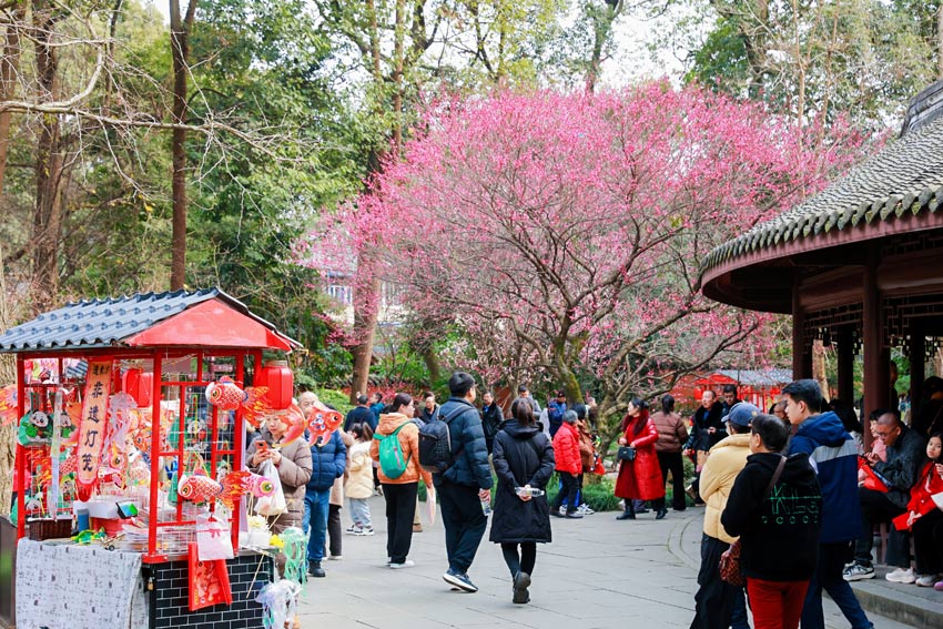 紅梅花兒開，草堂放光彩。杜甫草堂供圖